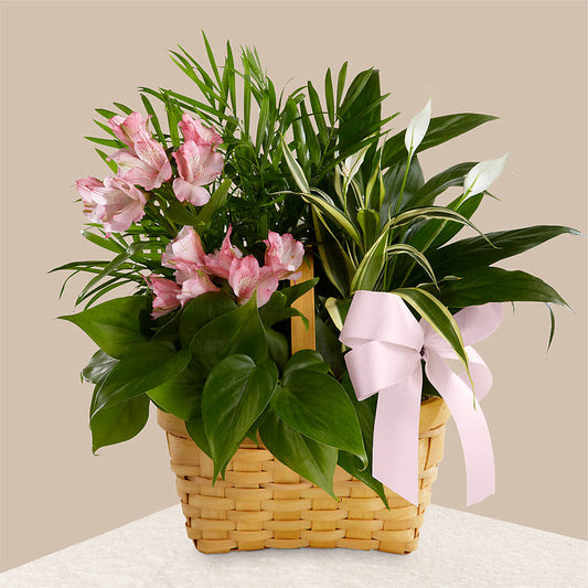 Living Spirit Dishgarden –  The Flower Factory, Tarzana CA