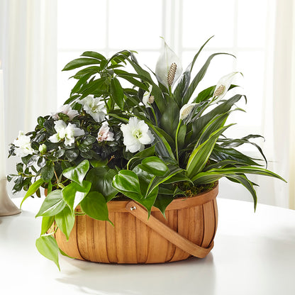 Serene Dishgarden –  The Flower Factory, Tarzana CA