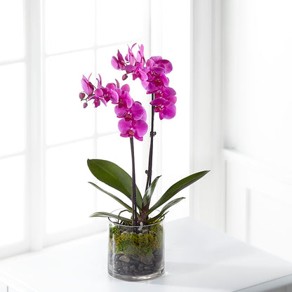 Pink Orchid Plant –  The Flower Factory, Tarzana CA