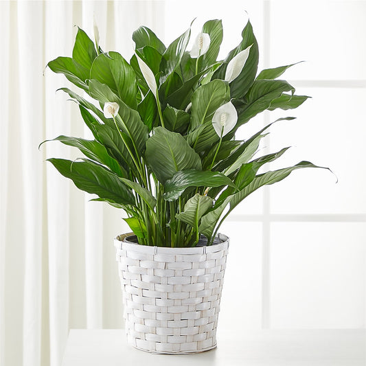 A New Leaf Peace Lily –  The Flower Factory, Tarzana CA