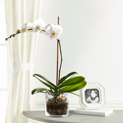 White Orchid Planter –  The Flower Factory, Tarzana CA