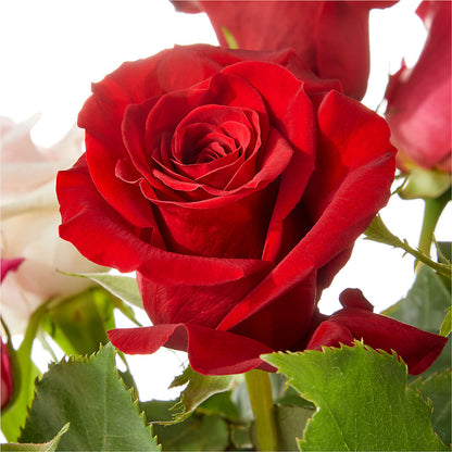 Love Notes Rose Bouquet –  The Flower Factory, Tarzana CA
