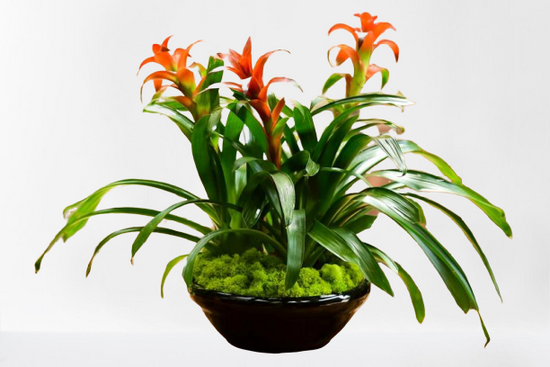  a beautiful long lasting Bromeliad plant. With easy care and three stocks with long lasting color