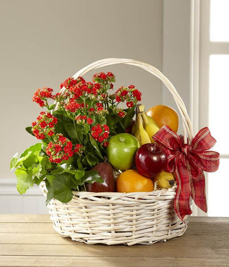 A gorgeous blooming kalanchoe plant displays bright red blooms along with a lush ivy plant, arrive seated in a large white wash woven willow handled basket loaded with fresh apples, oranges, pears, and bananas to create a warm and welcome gift. 