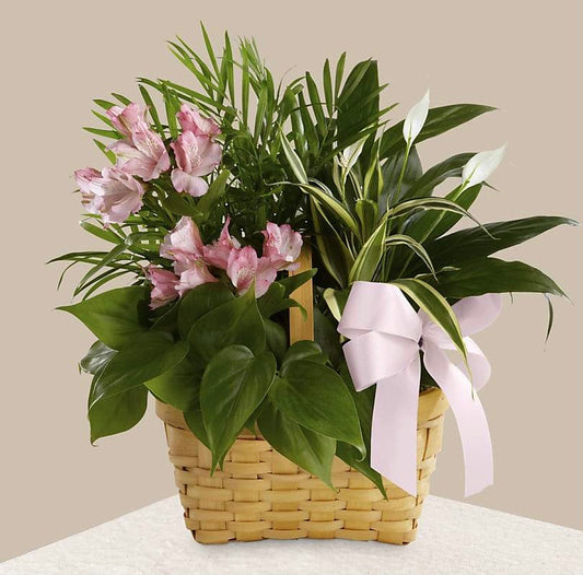 A palm plant, peace lily plant, dracaena plant and a philodendron plant are lush and lovely accented with stems of pink Peruvian lilies. Seated in a 7-inch woodchip rectangular basket