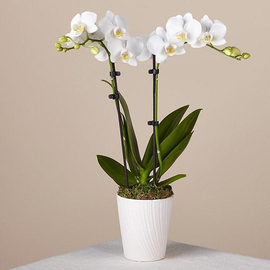 2 Spike White Phalaenopsis Orchid Plants with moss clusters and a Peace  Lily — URBAN FLOWERS