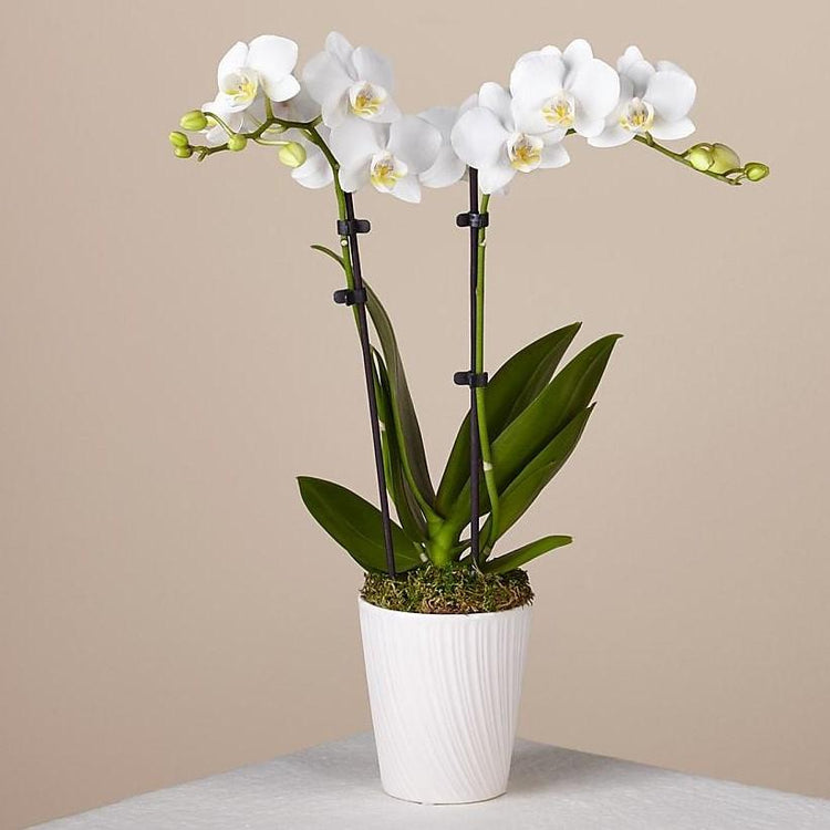 A stunning white single stem Phalaenopsis Orchid plant showcases its gorgeous exotic blooms presented in a deep round woven handled basket to create a look of natural elegance that conveys your sweetest sentiments. 5" plant.