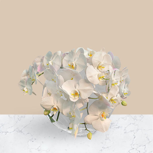 This elegant arrangement of all white phaelanopsis orchid blooms cascading in a gorgeous glass pillow vase 