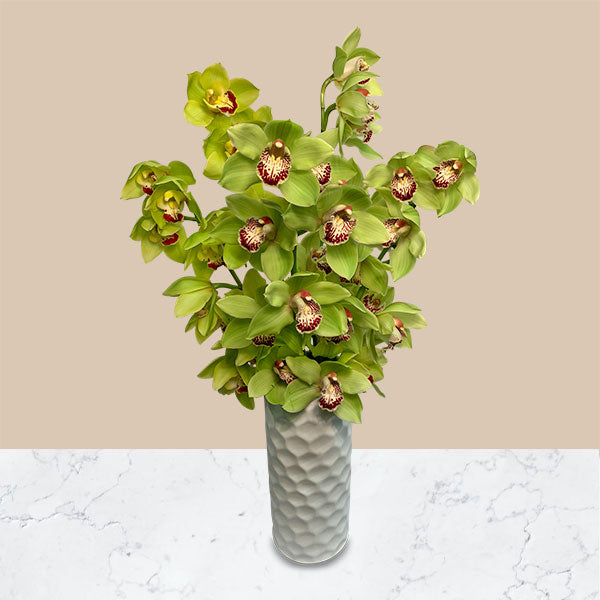 The green abundance of the rainforest is captured in this lovely bouquet brimming with exotic green cymbidium orchids. Expertly arranged, this bouquet will be sure to make for a stunning floral display, perfect for any occasion. Delivered in a beautiful high end vase for a truly eye-catching display of elegance deserving of envy.