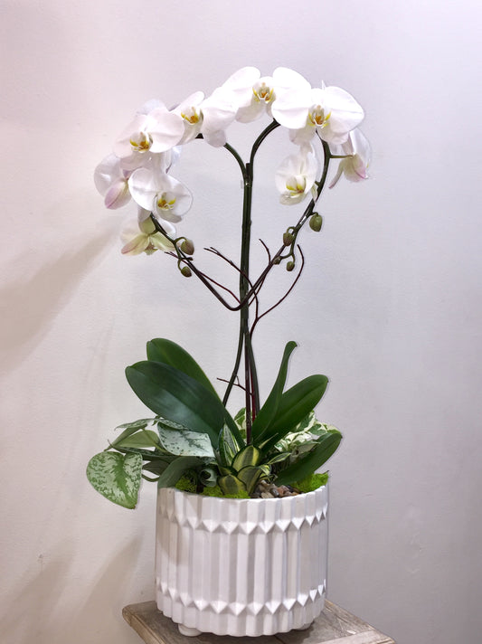 a beautiful orchid plant IN THE SHAPE OF A HEART surrounded by succulents and lush green plants, for a long lasting reminder of appreciation. Colors of orchids are limited to White and Fuchsia and are subject to availability.